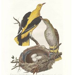 Wielewaal \ Oriolus oriolus