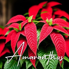 Amaranthus - Αμάραντος (GR trad cover)