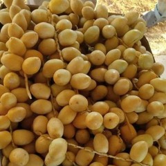 امطير بوخشيم والي مانجيب سيرة والي