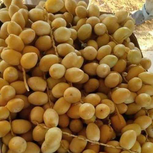امطير بوخشيم والي مانجيب سيرة والي