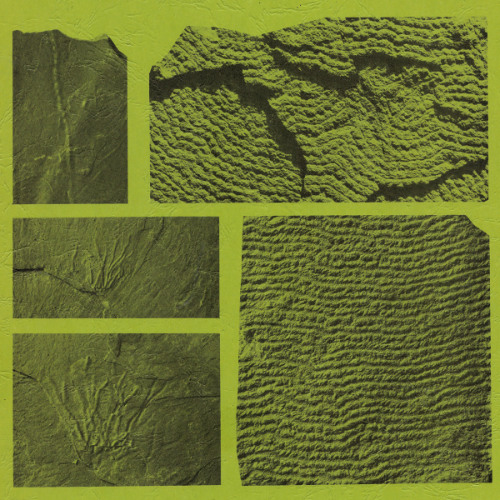 The New Honey Shade - geosyncline -  lockeia