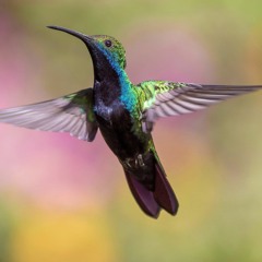 Hummingbird