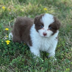 I luv birdie n darwin