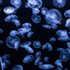 Light Blue [Prod. STXRMIIX]