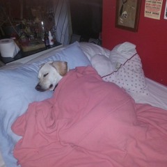 nice pup - chloe moriondo (covered by denseboy)