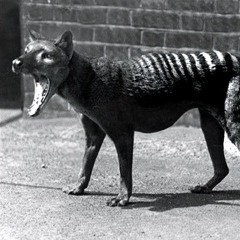 Thylacine