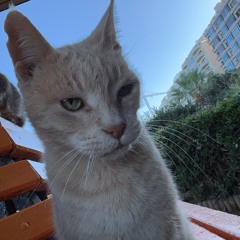 OLIVER