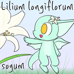 [BOF:TT] Lilium longiflorum