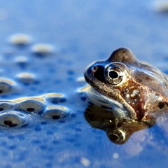 Froschtanz (One-Synth-Challenge, Sinee.de)