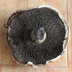 Love to love you Baby