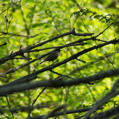 Fauvette à tête noire, Merle noir 11 04 2020 / Blackcap, Blackbird
