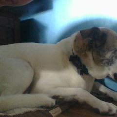 That dog (Prod. lil mason