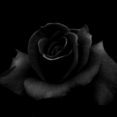 Stream Black Flowers Blossom (Shakes Me, Makes Me Lighter) Massive