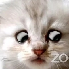I'm Not A Cat