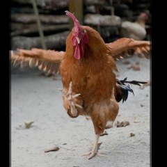 Chook scratching round two