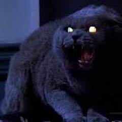 Little Cat