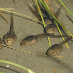 Tadpole Adaptations to Increasing Temperatures in Urban Environments