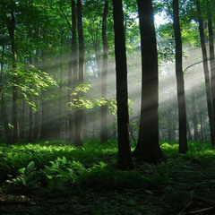 forest oasis