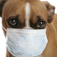 Kennel Cough