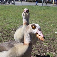 kRäNKe GaeNse dÄnsE