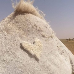 فكرك معي - ميحد حمد