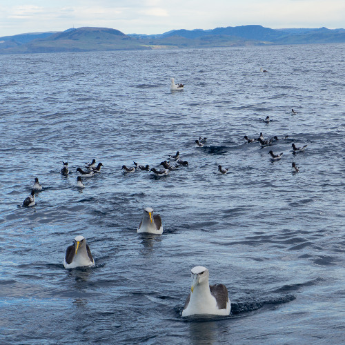 Pintado Petrels chirping