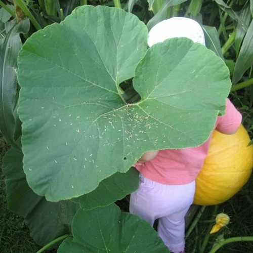 RWC - Crazy Q&A #5 - Jan 2013