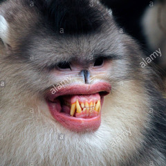 19 dollar fortnite card