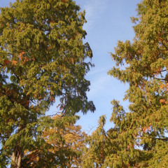 cloudbusting (cover/snippet)