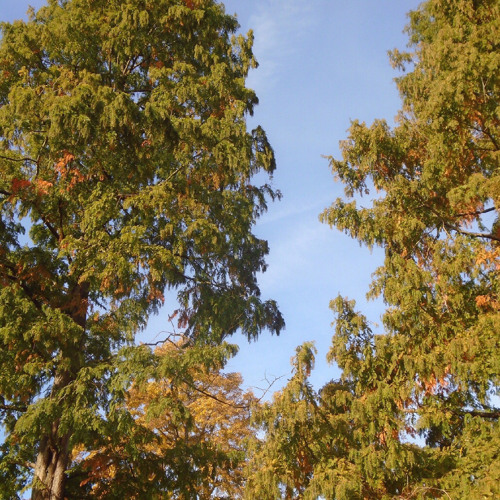 cloudbusting (cover/snippet)