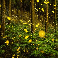 Owl City - Fireflies (Trance Edit)