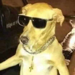 Tu as perdu le chien