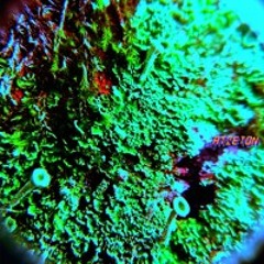 ATZETON -- OHNEGELDSYNDIKAST 003