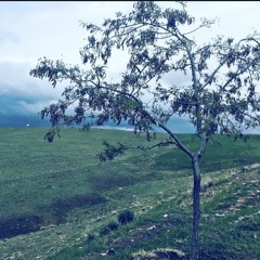 لا‌ابالی چه کند دفتر دانایی را