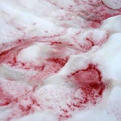 VAN HELSINGS COKE [FT. KVNZelly]