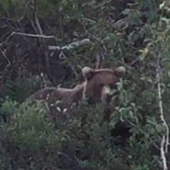 Covid-19 (Day 7) (Original Mix)