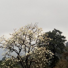 Zey Dhen Ma- Sonam Tshering