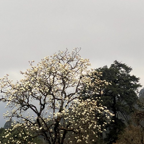 Zey Dhen Ma- Sonam Tshering
