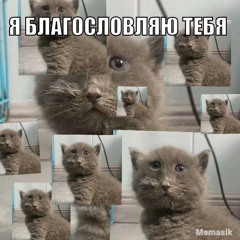 серый кошка