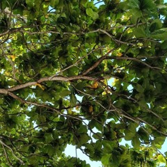 Hau Bai Yu Save|Cover|25 ✌🏿