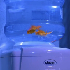 PADO - 비비 (BIBI) [cover]