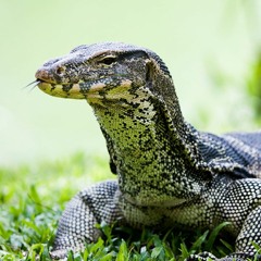 TRAITOR (PG) w/SALMOND