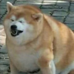 All the lost dogs [DEMO]