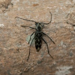 HK_Calm-&-Steady_tracks_140