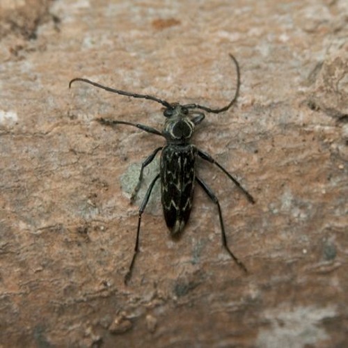 HK_Calm-&-Steady_tracks_140