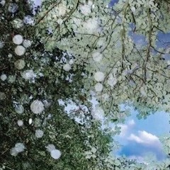 glass gardens