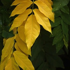 Gezeiten - Bossa  (Reisestück)