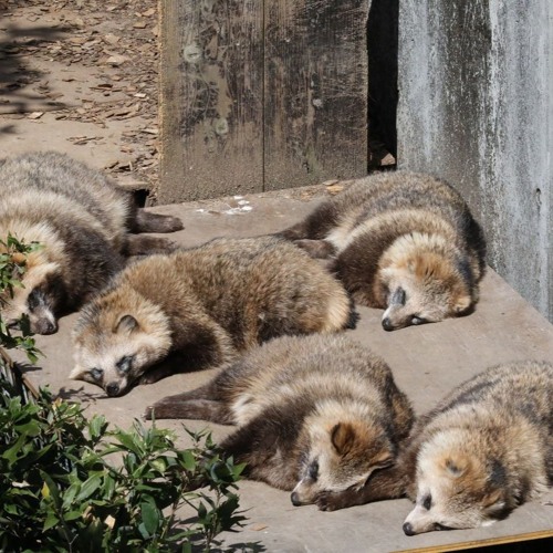 guricore1: 한국가스공사는 너구리가 땅굴을 파다가 매설된 전선을 손상시킬 것을 우려해 대안 마련에 고심 중이다
