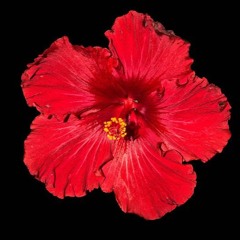 fuck flowers (wav)