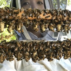 A Reproductive Mystery In Honey Bee Decline